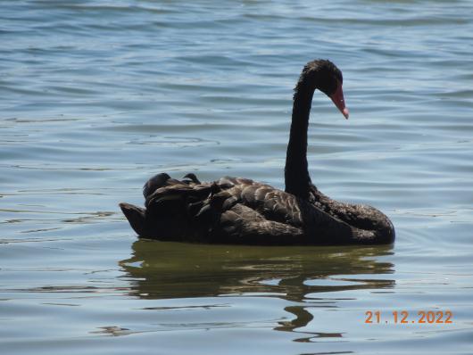 black Swan